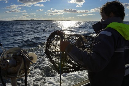 Suède, Västra Götaland, Iles Koster, sortie en mer pour récupérer les casiers à homards
