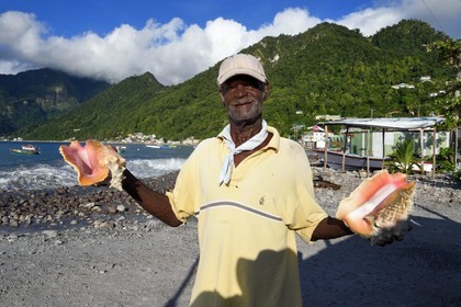 Caribbean, Dominica Island, Soufriere Bay, the village of Scotts Head, fisherman offering shells for sale, strombus gigas or queen conch(Lobatus gigas)