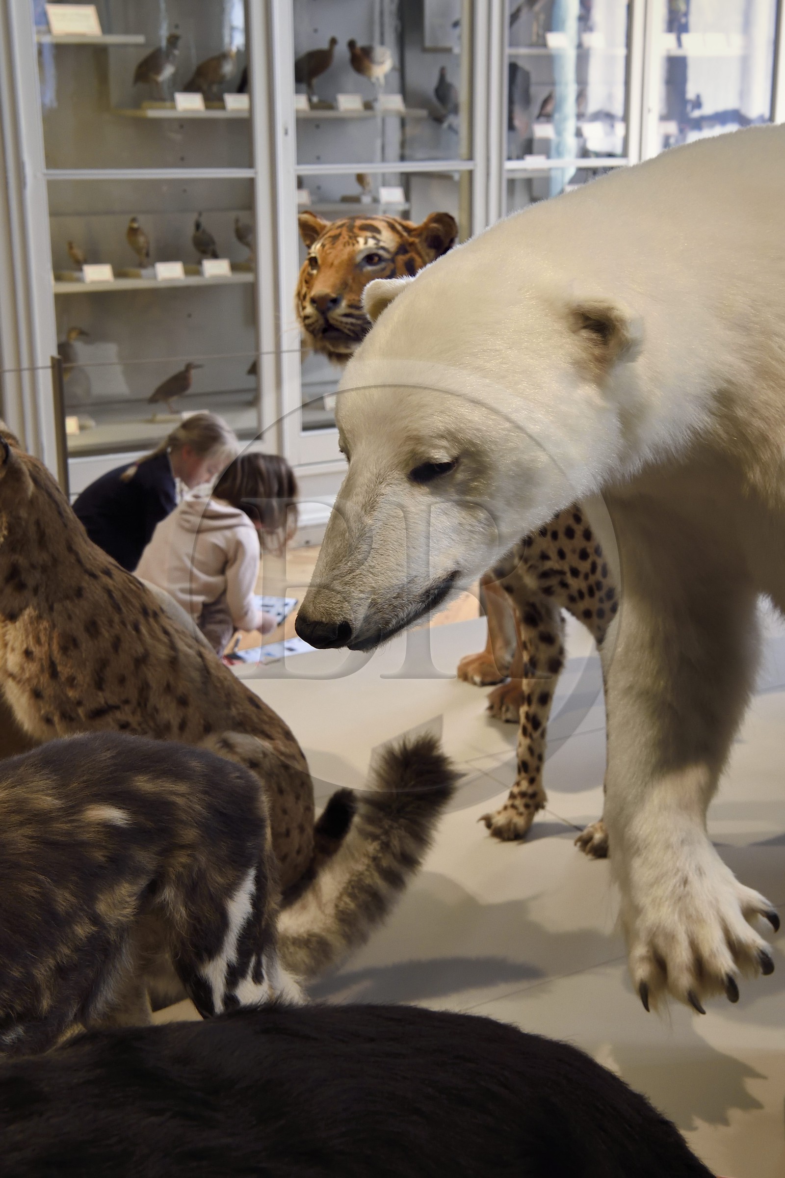 France, Charente-Maritime (17), La Rochelle, le Muséum d'histoire naturelle (muséum Lafaille), galerie de zoologie