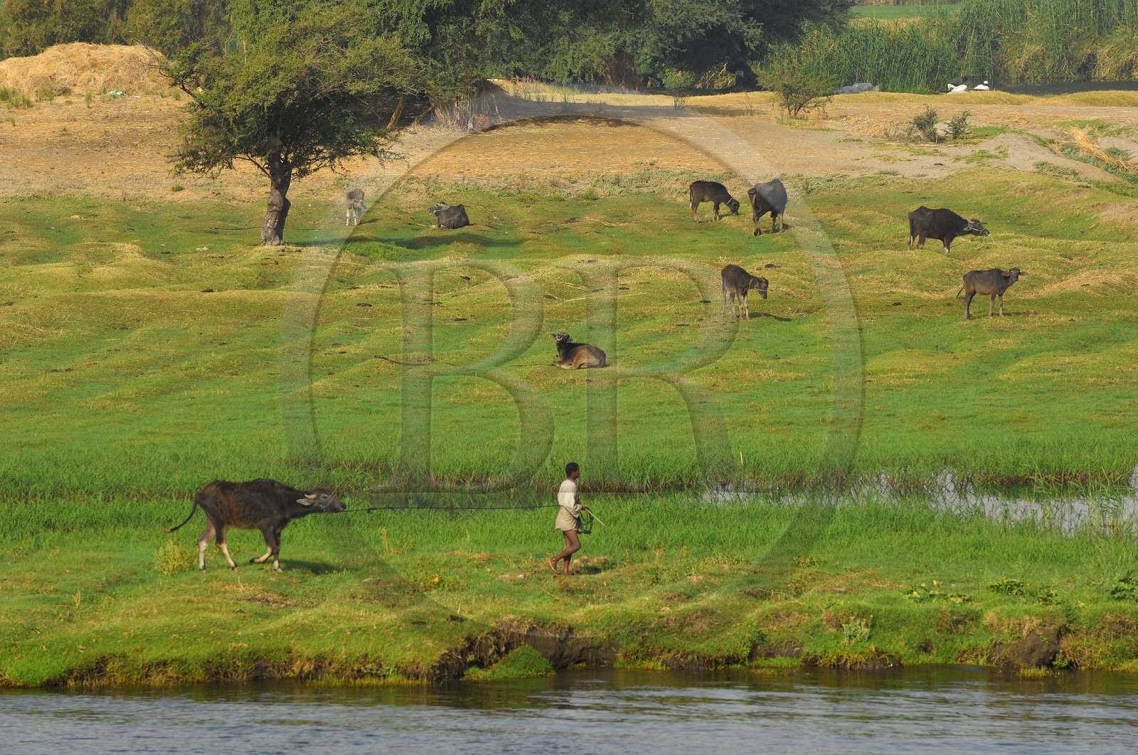Egypt, Upper Egypt, Nile Valley, the Nile river between Kom Ombo and Aswan