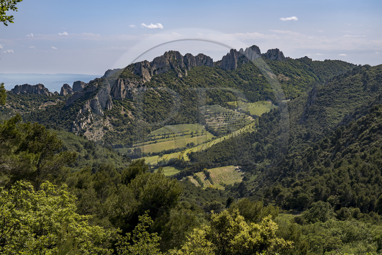 France, Vaucluse, Dentelles de Montmirail mountains, the mountain of the Dentelles Sarrasines and the terraced vineyards