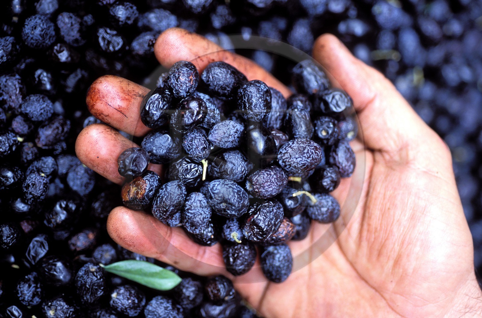 France, Drôme (26), Mirabel-aux-Baronnies, des olives