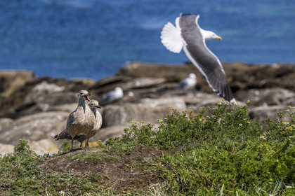 France, Finistère (29), Pays des Abers, Ile Vierge dans l'archipel de Lilia, de très nombreux goélands peuple l'île en période de nidification