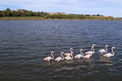 France, Hérault (34), Villeneuve-lès-Maguelone (Palavas-Les-Flots), flamants roses dans l'Etang de Pierre Blanche devant l'Ile de Maguelone et la cathédrale Saint-Pierre-et-Saint-Paul de Maguelone (vue aérienne) France, Herault, Villeneuve les Maguelone (Palavas Les Flots), pink flamingos in the Pierre Blanche pond in front of Maguelone Island and the Saint-Pierre-et-Saint-Paul de Maguelone cathedral (aerial view)