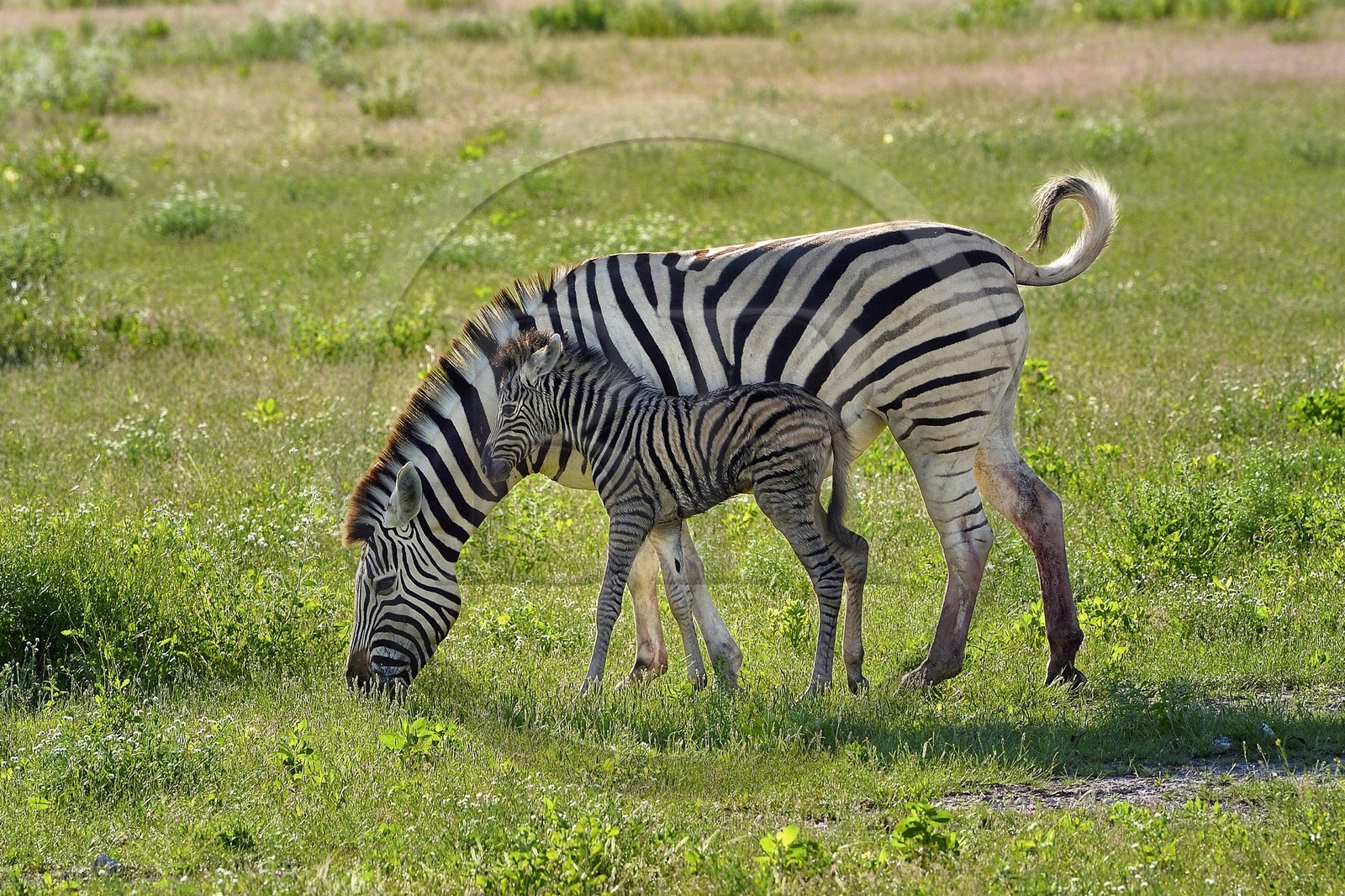 Namibie, région de Oshikoto, Parc National d'Etosha, zèbre de Burchell (Equus burchellii) et son nouveau né