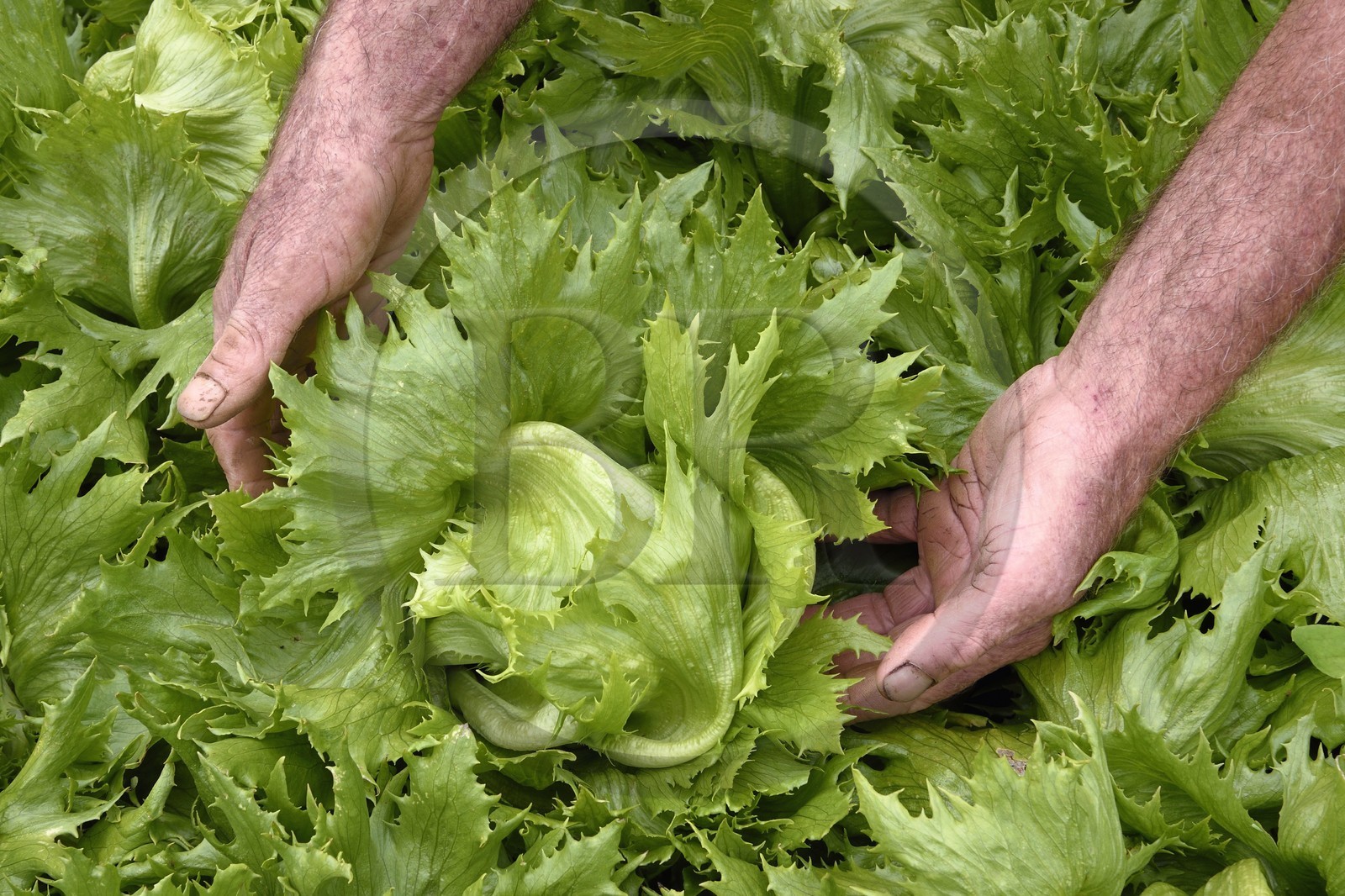 France, Reunion island (French overseas department), Le Tampon, la Plaine des Cafres, at farmers Jacqueline and Jean-Pierre Lacaille, batavia lettuce called Ice Queen in the field