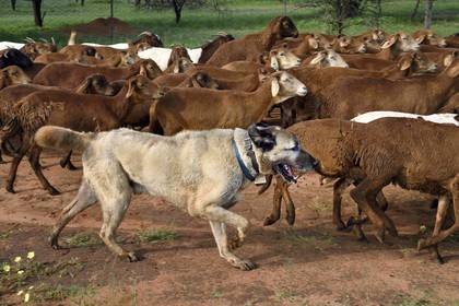 Namibia, Otjiwarongo, Cheetah Conservation Fund, research and education centre, CCF’s Livestock Guarding Dog Program has been highly effective at reducing predation rates and thereby reducing the inclination by farmers to trap or shoot cheetahs, Anatolian shepherd Kangal dog watching a herd of Boer goats and Damara sheep