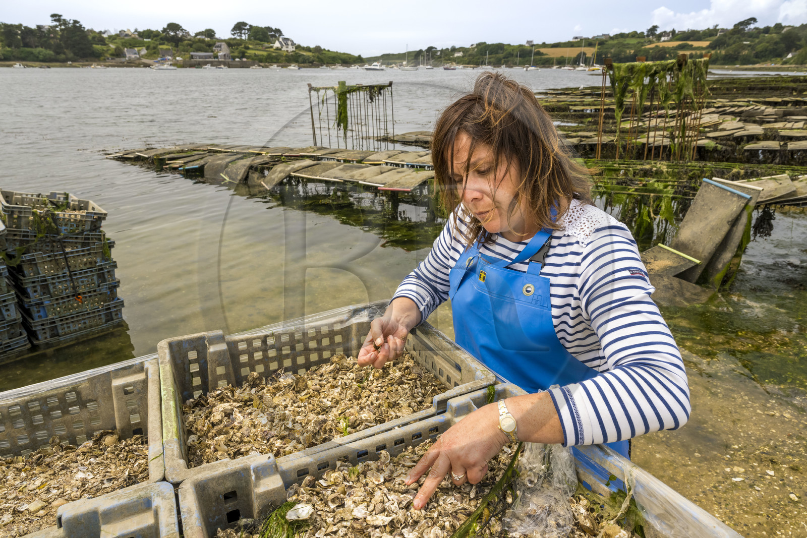France, Finistère (29), Pays des Abers,  Lannilis, viviers et parc à huitres Prat-Ar-Coum, entreprise ostréicole de la famille d’Yvon Madec sur l'Aber Benoit, Caroline Madec travaille sur des bacs de jeunes huitres de 1 ans