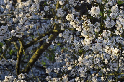 France, Val-de-Marne (94), Bry-sur-Marne, cerisier en fleur