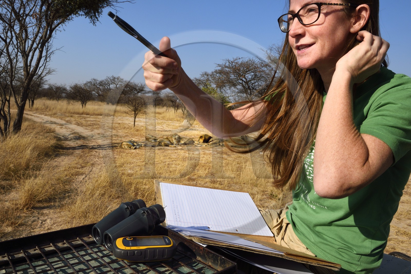 Zimbabwe, province des Midlands, Gweru, Antelope Park qui abrite ALERT (African Lion and Environmental Research Trust), Yvonne Gordon est une permanente du projet en charge de l'observation du comportement des lions qui seront relachés en clan dans un parc national, ici en zone 2 des femelles adultes et leurs petits ainsi que le mâle qui ont enfantés les lions qui seront relachés