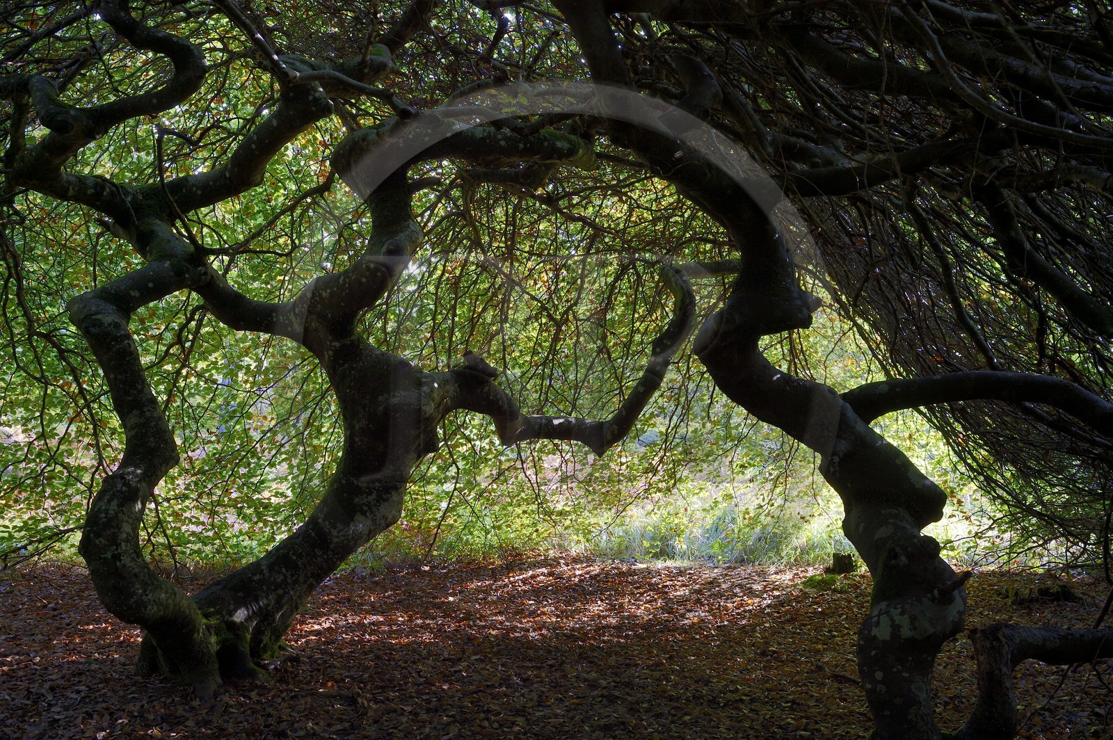 France, Marne, Parc Naturel de la Montagne de Reims (Natural Park of Montagne de Reims), Verzy, les Faux de Verzy, Verzy forest is the main nature reserve in the world for these extraordinary tortuous and winding beech trees