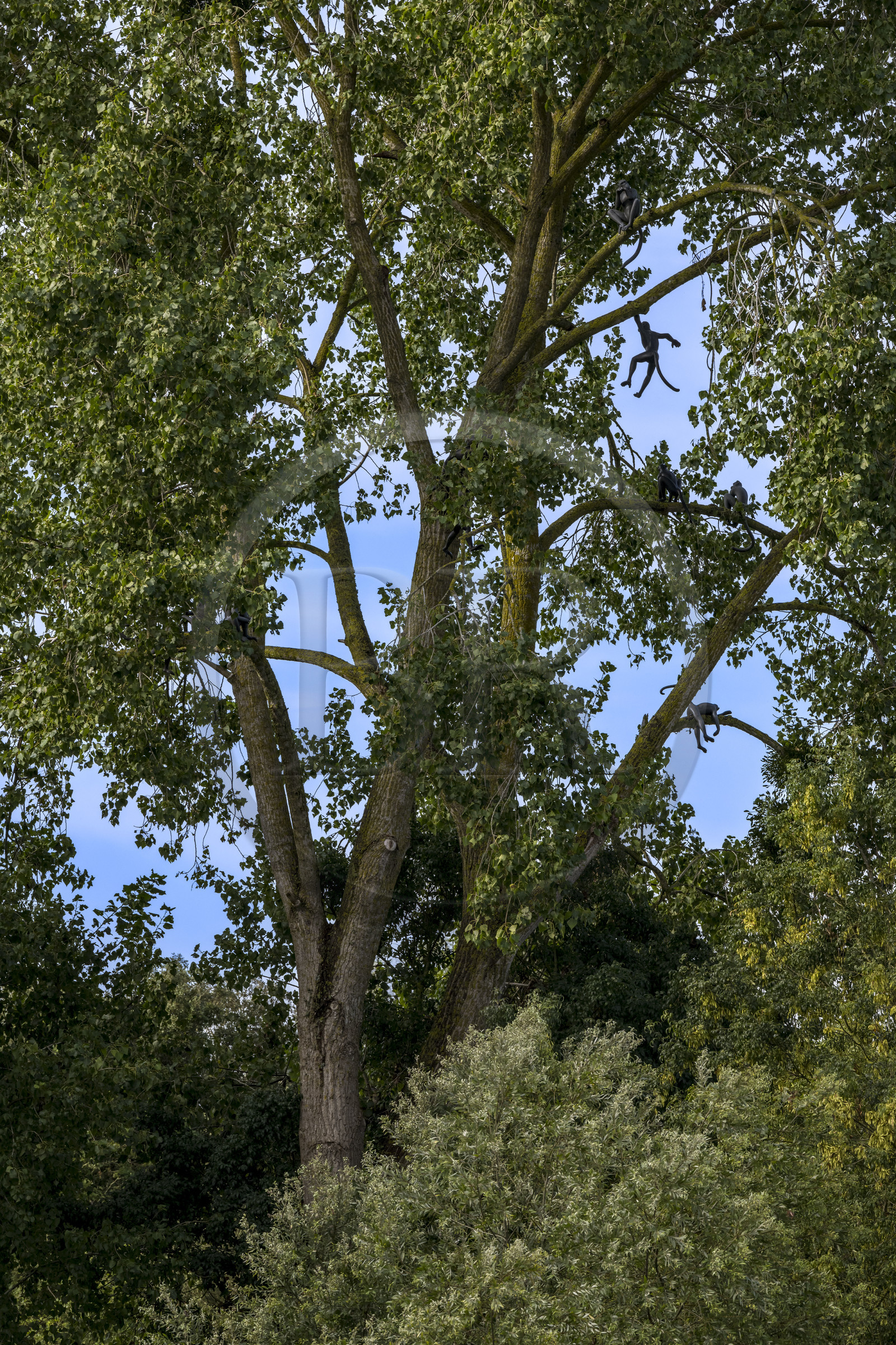 France, Loire-Atlantique (44), Bouguenais, Port Lavigne sur les rives de la Loire, collection d'art contemporain à ciel ouvert Estuaire, The Settlers (“Les Colons”) réalisé par l'artiste américaine Sarah Sze, sculptures d'une colonie de singes installées dans un arbre
