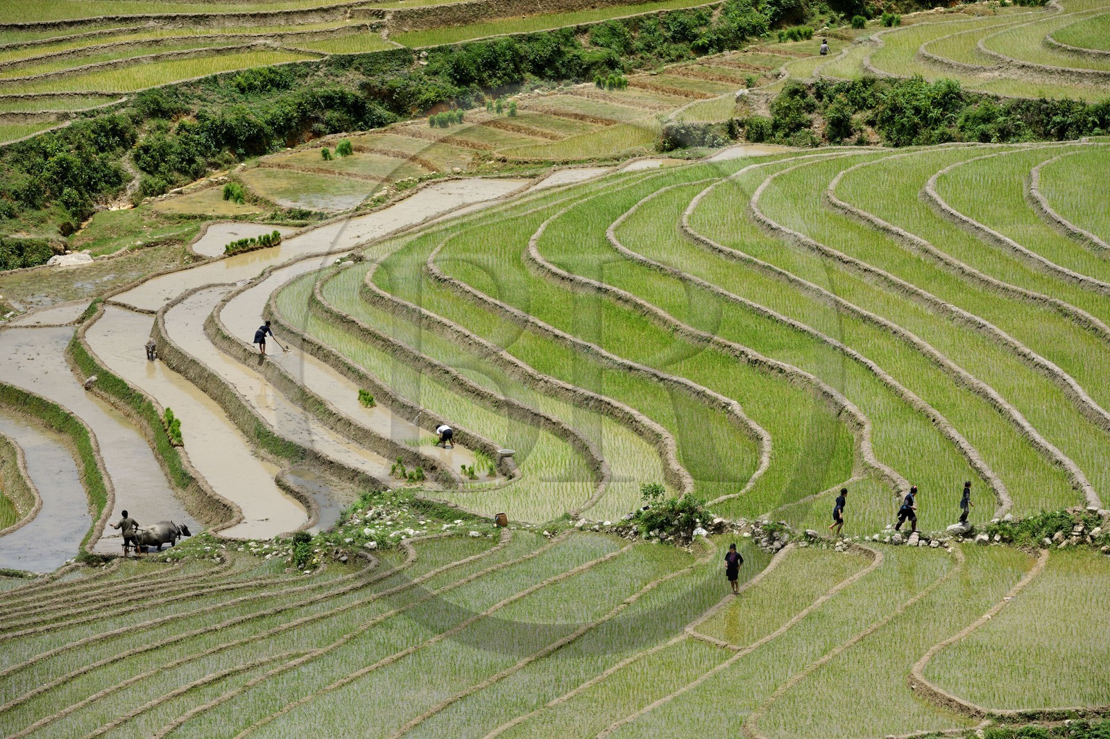 Vietnam, Lao Cai province, Sapa district, Ta Phin valley,  rice plantations in terraces by the Black Hmong minority group