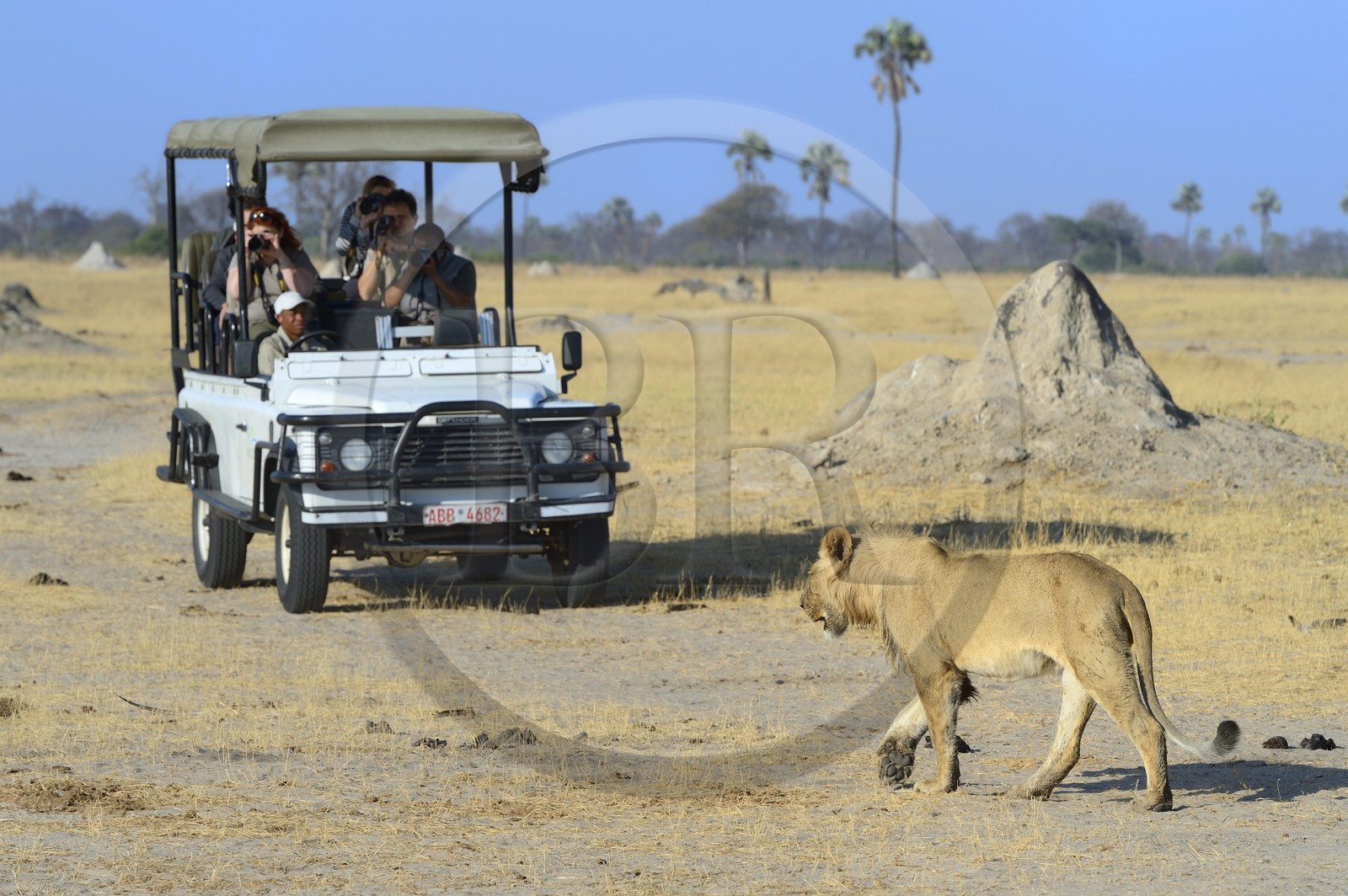 Zimbabwe, Matabeleland North Province, Hwange National Park, tourists in a four-wheel-drive watching a lion (Panthera leo)