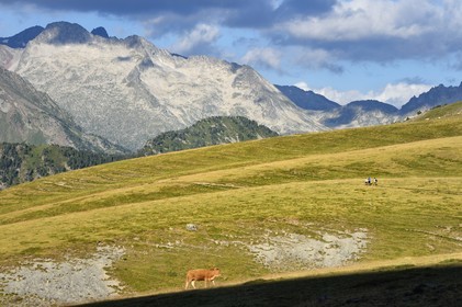 France, Hautes-Pyrénées (65), Saint-Lary-Soulan et Vielle-Aure, randonnée sur une variante du GR10 entre le col de Portet et les lacs de Bastan en bordure de la réserve naturelle de Néouvielle en arrière plan, troupeau de vaches en estive