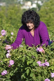 France, Alpes-Maritimes (06), Grasse, cueillette dans le champ de rose Centifolia de l'horticulteur Constant Viale par la gitane Nini Lafleur (en gilet violet) qui était la femme de Alain Delon dans le film Le Gitan