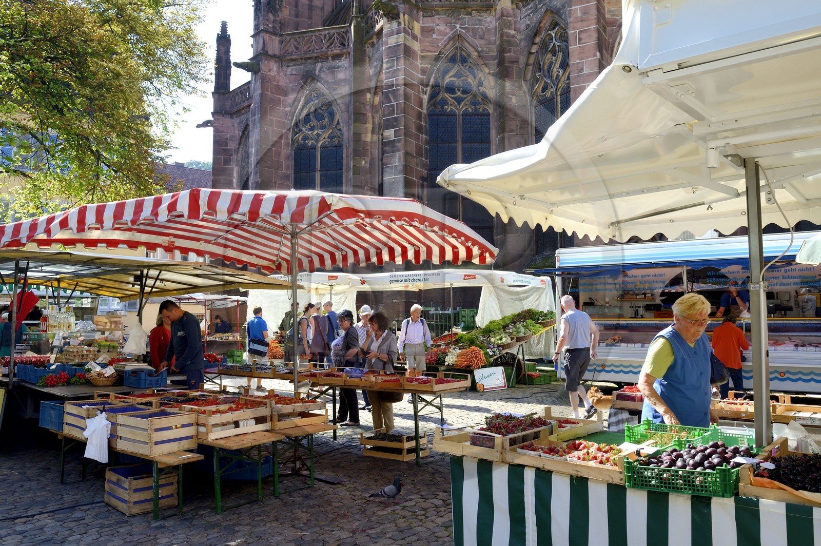 Germany, Baden-Wurttemberg, Freiburg im Breisgau, market day on Munsterplatz