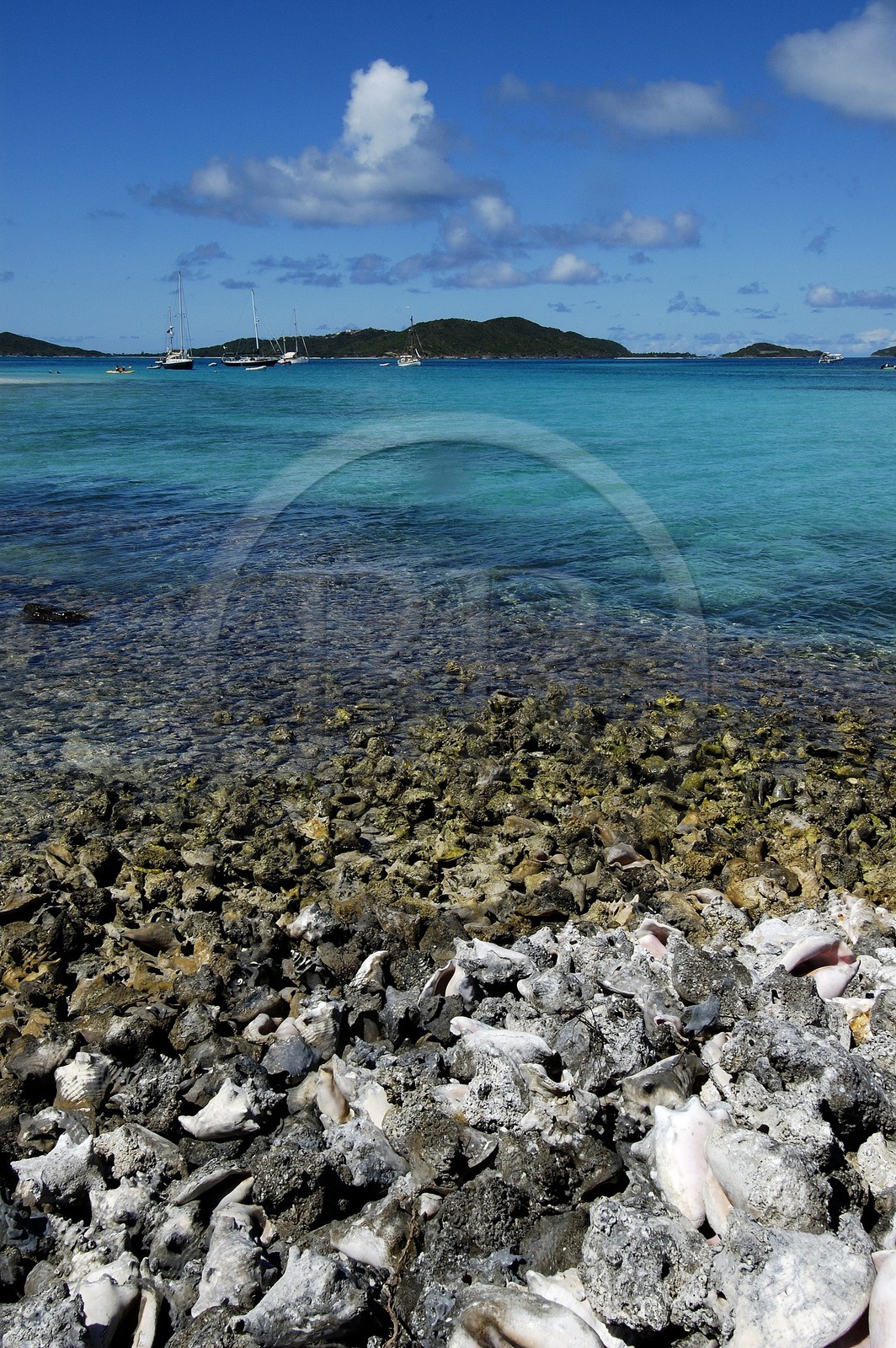 Caribbean sea, St Vincent and the Grenadines, Tobago Cays archipelago, shell beach on a small desert island