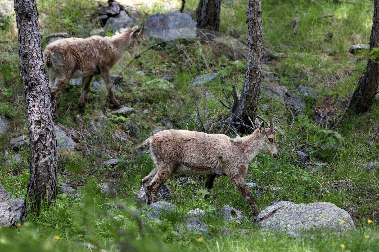 France, Alpes-Maritimes (06), parc national du Mercantour, vallée de la Valmasque, jeune étagne, bouquetin (Capra ibex) femelle des Alpes