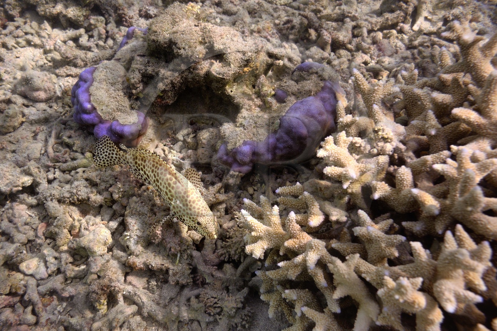 France, Ile de la Reunion, Côte Ouest, Saint-Gilles-Les-Bains (commune de Saint-Paul), le récif corallien du lagon de l'Ermitage, mérou tacheté (vue sous-marine)