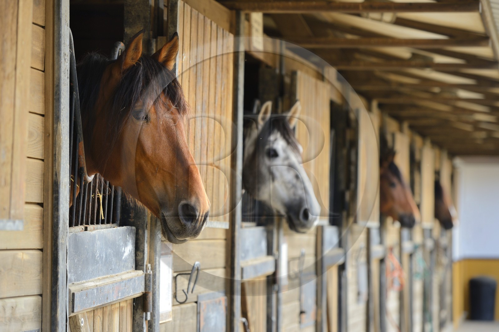 Espagne, Andalousie, province de Séville, Utrera, le haras Ayala (Yeguada Ayala), Pure race espagnole ou PRE (Pura Raza Espanola)