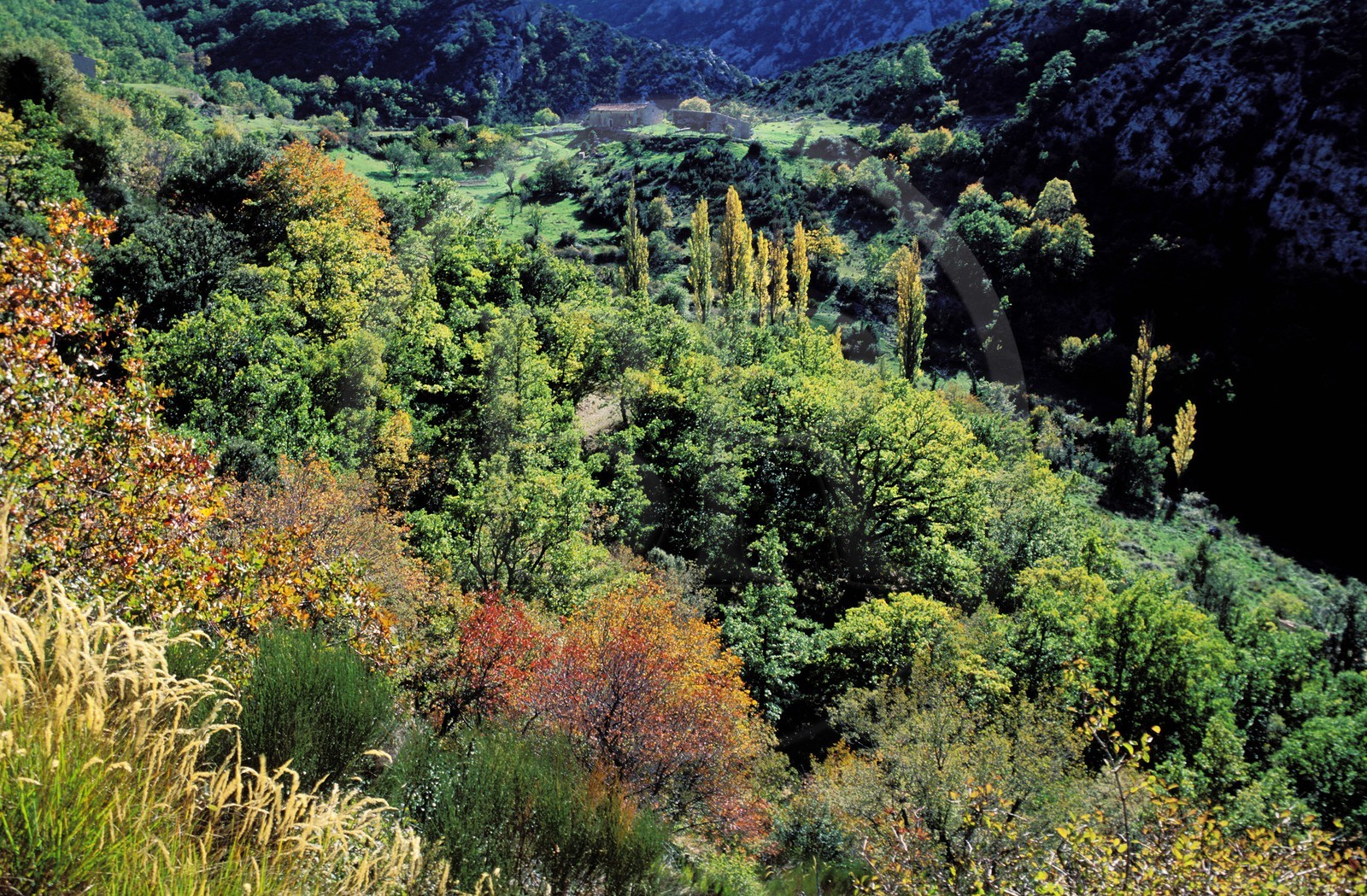 France, Var (83), la végétation au coeur des Gorges du Verdon