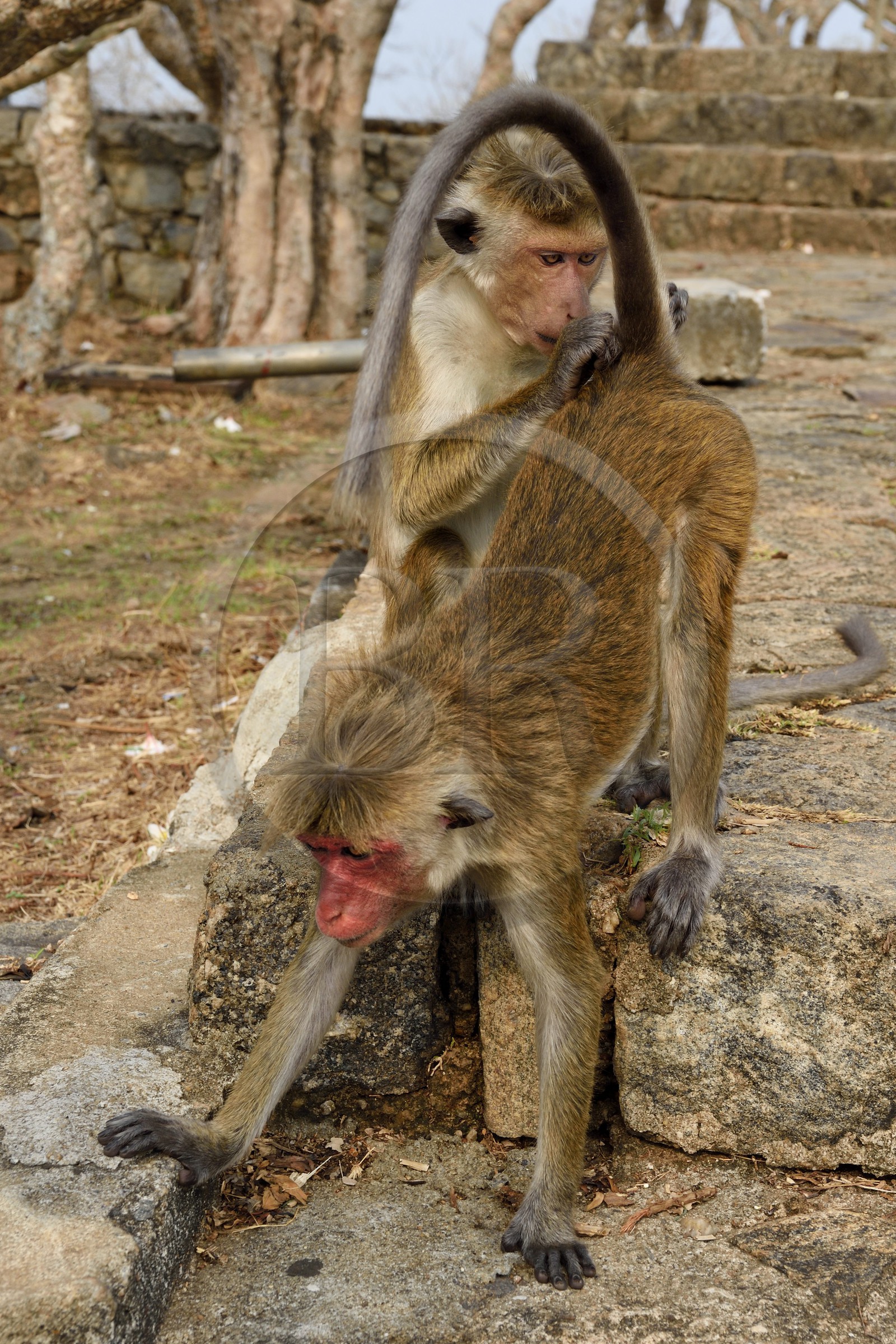 Sri Lanka, Central Province, Matale District, Dambulla, Royal Rock Temple also called Ran Giri (Golden Rock), Toque macaque (Macaca sinica) delousing