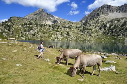 France, Hautes-Pyrénées (65), Saint-Lary-Soulan et Vielle-Aure, randonnée sur une variante du GR10 entre le col de Portet et les lacs de Bastan en bordure de la réserve naturelle de Néouvielle, troupeau de vaches en estive au lac de Bastan supérieur et le pic de Bastan en arrière plan
