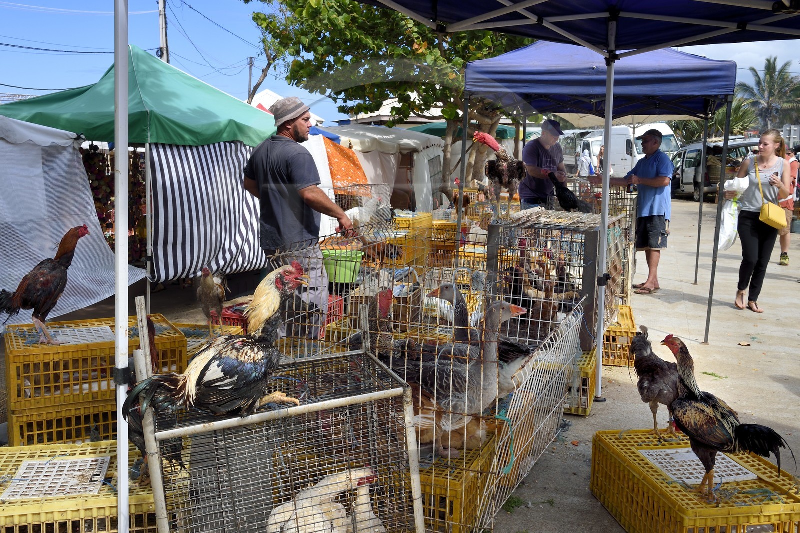 France, Ile de la Reunion, Saint-Pierre, le marché du samedi, les étals de volailles