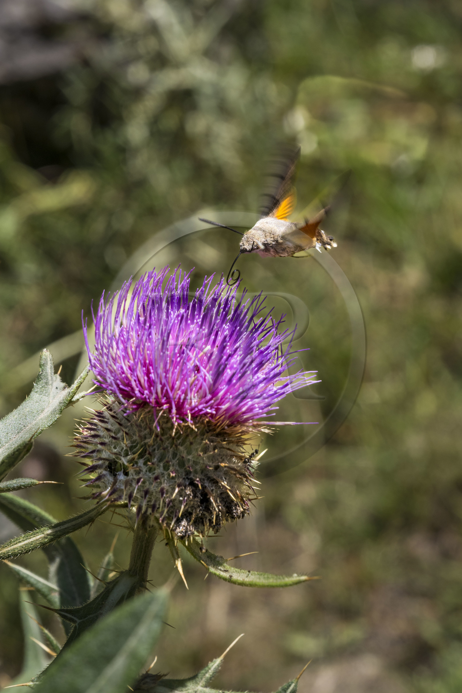 France, Hautes Alpes (05), Névache, la Vallée Étroite, Moro-sphinx ou Sphinx Colibri (Macroglossum stellatarum) possède une très longue trompe qui lui permet de butiner les fleurs en vol stationnaire à la manière des oiseaux-mouches