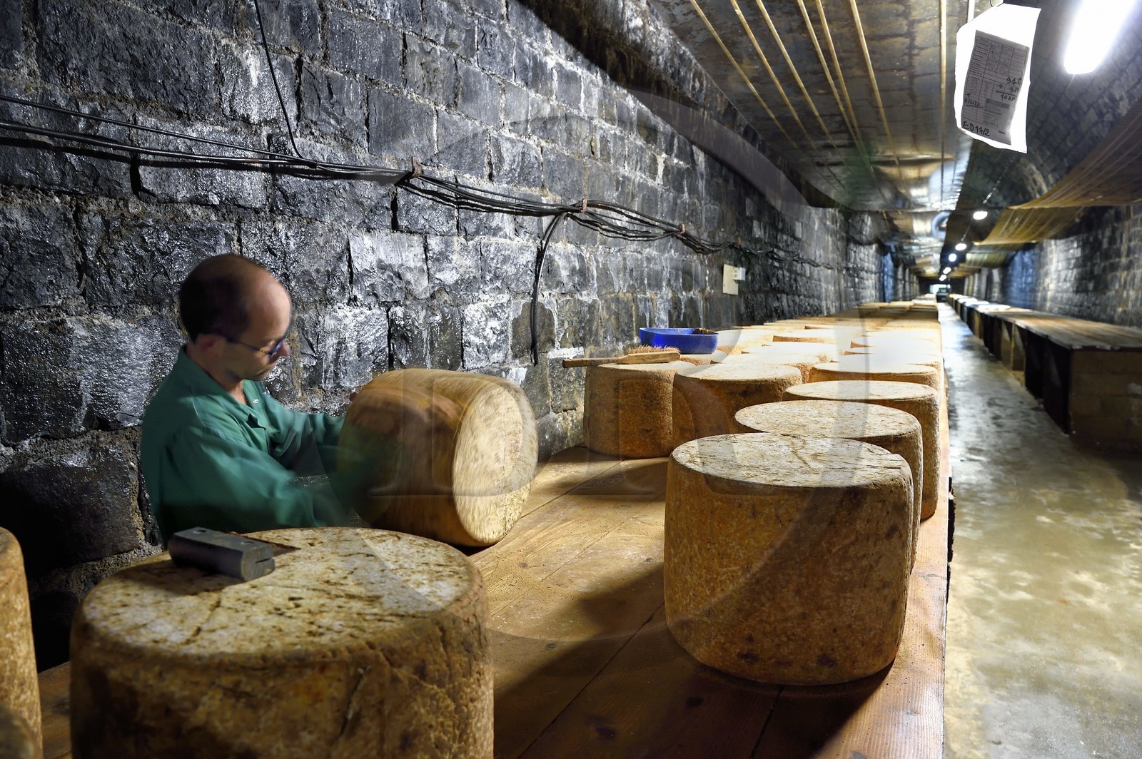 France, Cantal (15), La Chapelle-Laurent, cave d'affinage pour les fromages Marcel Charrade dans l'ancien tunnel ferroviaire de la ligne Saint-Flour - Brioude long d’un kilomètre, l'affineur Gautier Bouchet pratique le retournement des meules de fromage Cantal
