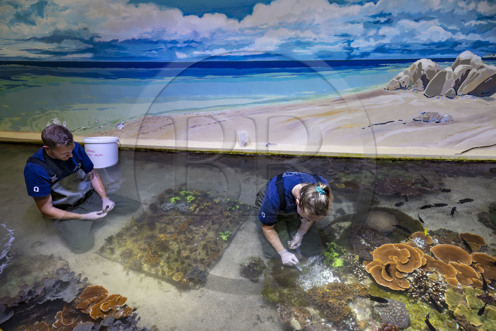 France, Finistère (29), Brest, Océanopolis, musée de la mer, bouturage du corail, savoir faire dévellopé depuis plus de 25 ans ici