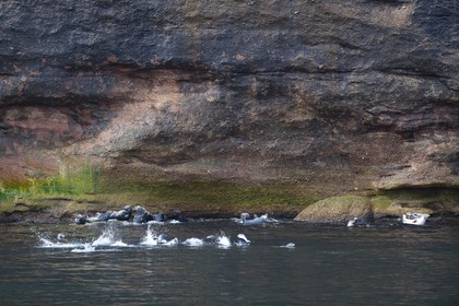 Canada, province de Québec, Gaspésie, île Bonaventure, colonie de phoques gris (Halichoerus grypus)