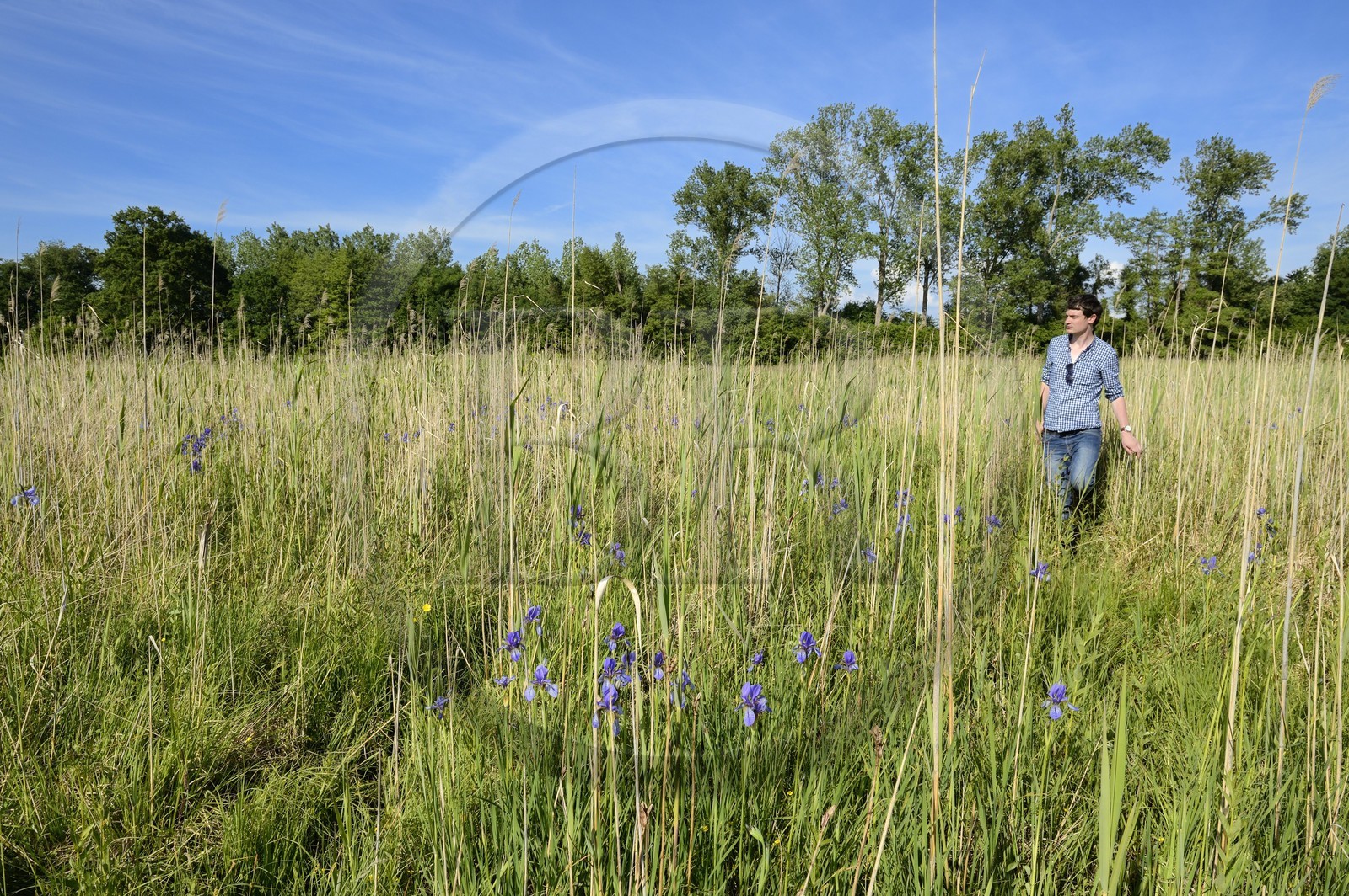 France, Bas-Rhin (67), le Grand Ried vers Herbsheim, la prairie humide