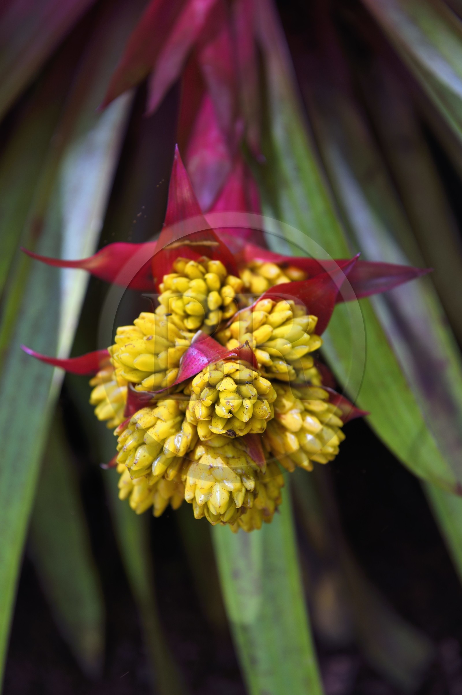 France, Ile de la Reunion, Cirque de Salazie, classé Patrimoine Mondial de l'UNESCO, Hell-Bourg, labellisé les Plus Beaux Villages de France, les luxuriant jardins de la Villa ou Maison Folio