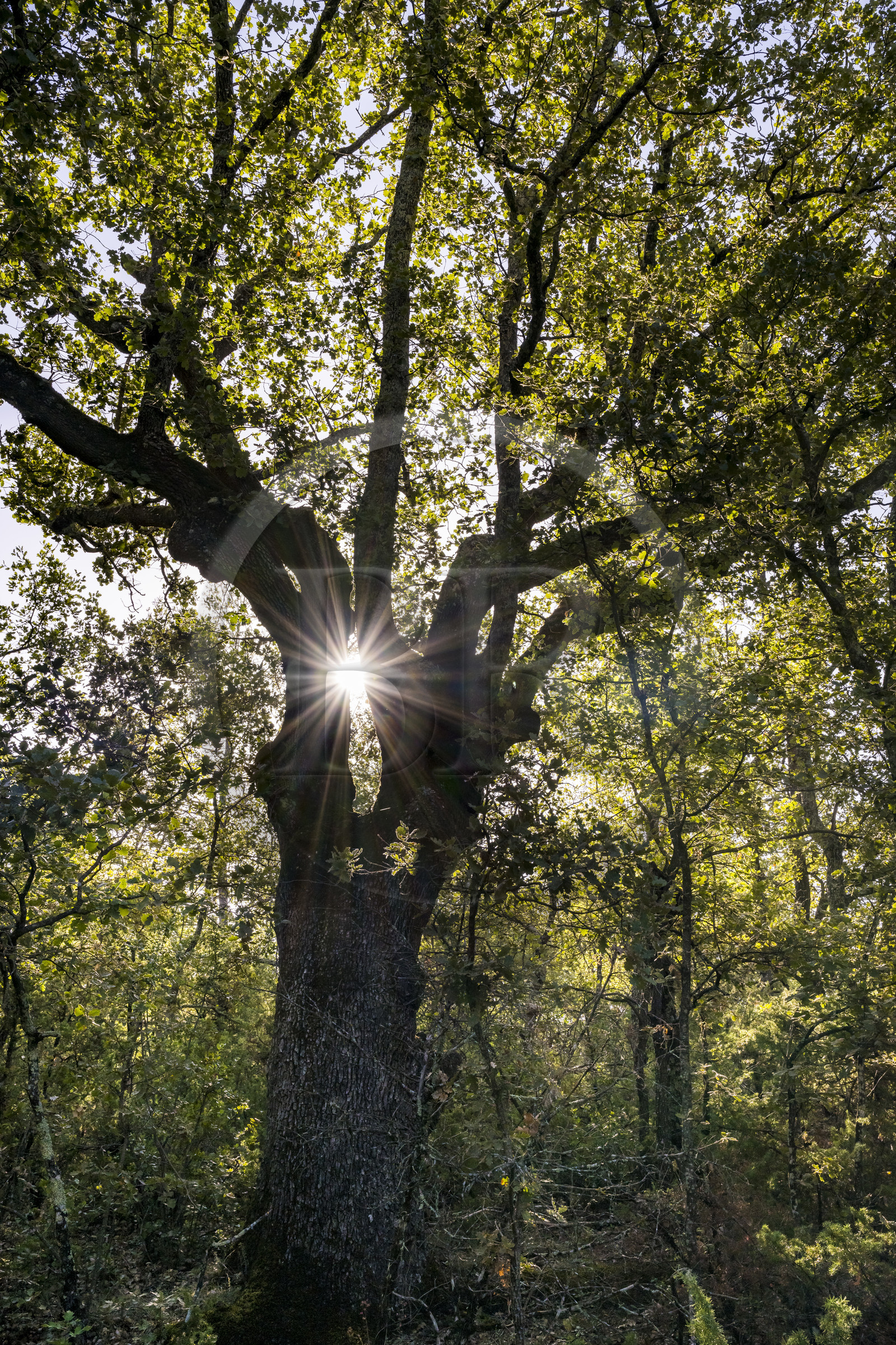 France, Var (83), Provence Verte, Bras, Académie du Bain de Forêt Provençale, forêt du domaine Le Peyrourier - une campagne en Provence