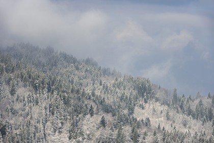 France, Haute Savoie, Les Carroz d'Araches, firs snow covered