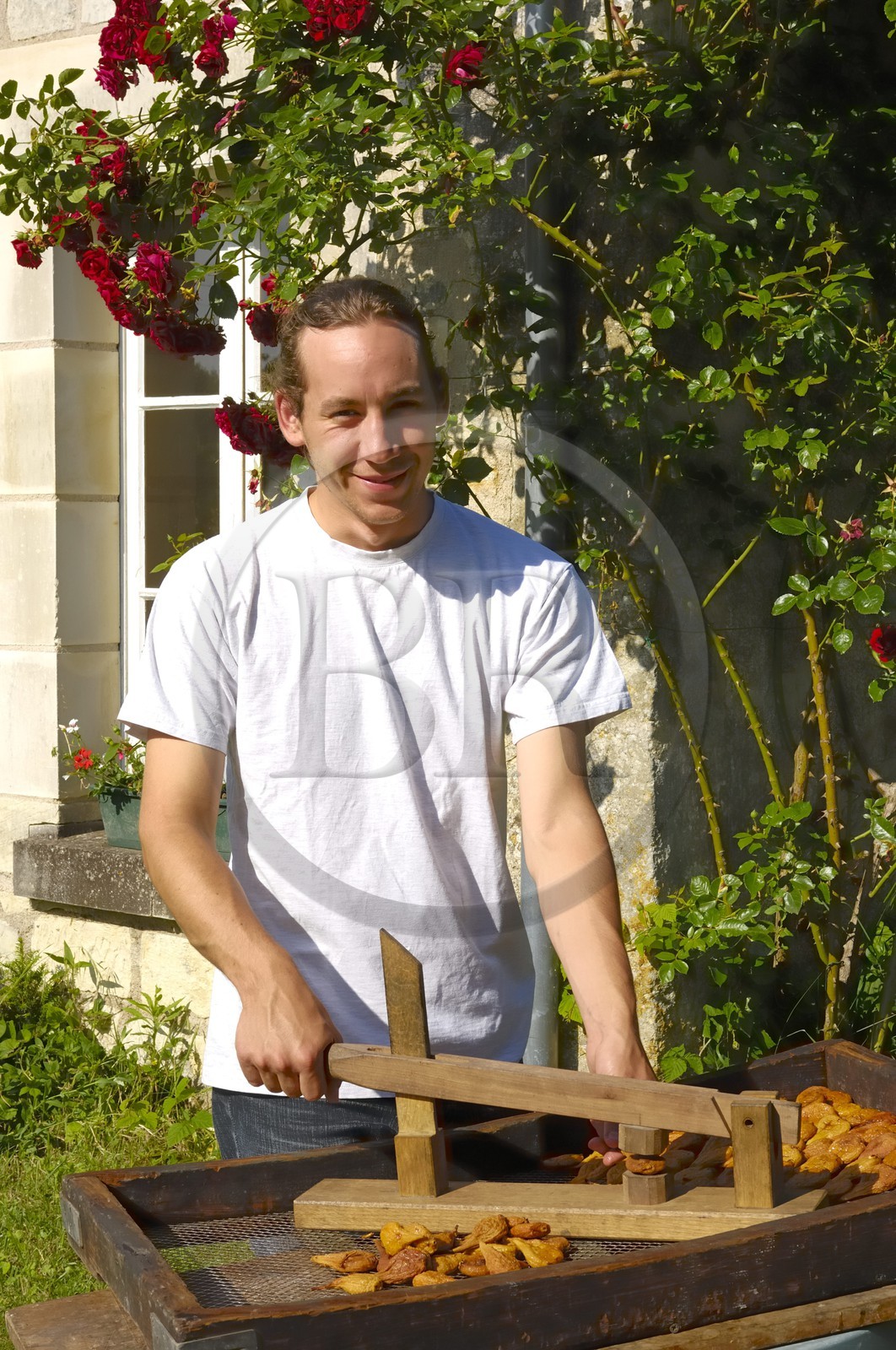 France, Indre et Loire (37), Vallée de la Loire classée Patrimoine Mondial de l' UNESCO, Rivarennes, les poires tapées à l'ancienne de (Christine et) Yves Herin