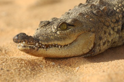 Egypte, Haute Egypte, Lac Nasser, site des temples d'Amada, bébé crocodile du Nil