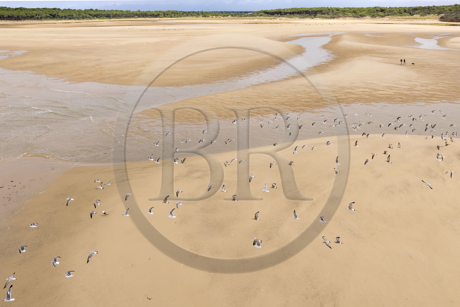 France, Vendée (85), Talmont-Saint-Hilaire, la Pointe du Payré, promeneurs et mouettes sur la plage du Veillon et estuaire de la rivière Payré (vue aérienne)