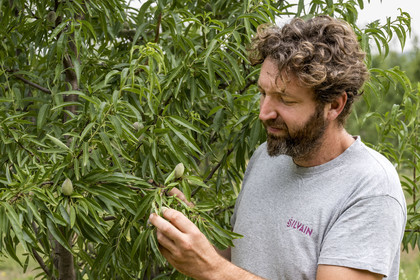 France, Vaucluse (84), Venasque, culture de l'amande dans les champ d'amandiers (amanderaie), Jean Sylvain, amandiculteur des paysans nougatiers Frères Silvain