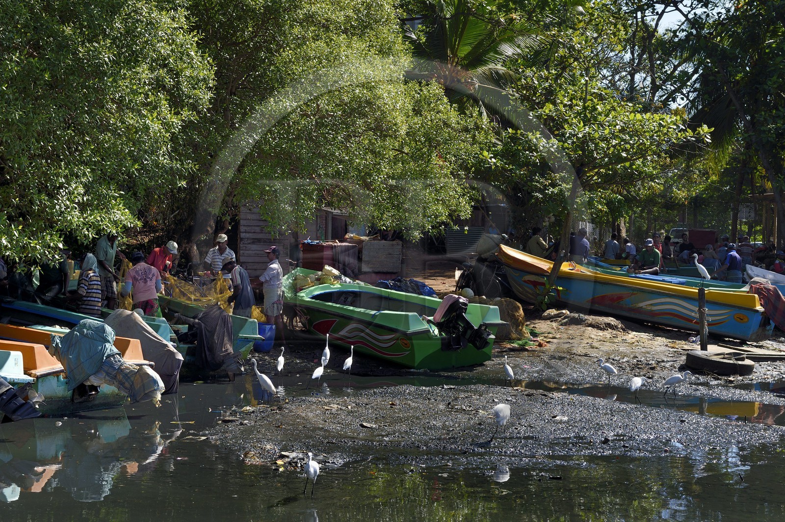 Sri Lanka, Province de l'Ouest, Negombo, pecheurs triant leurs filets