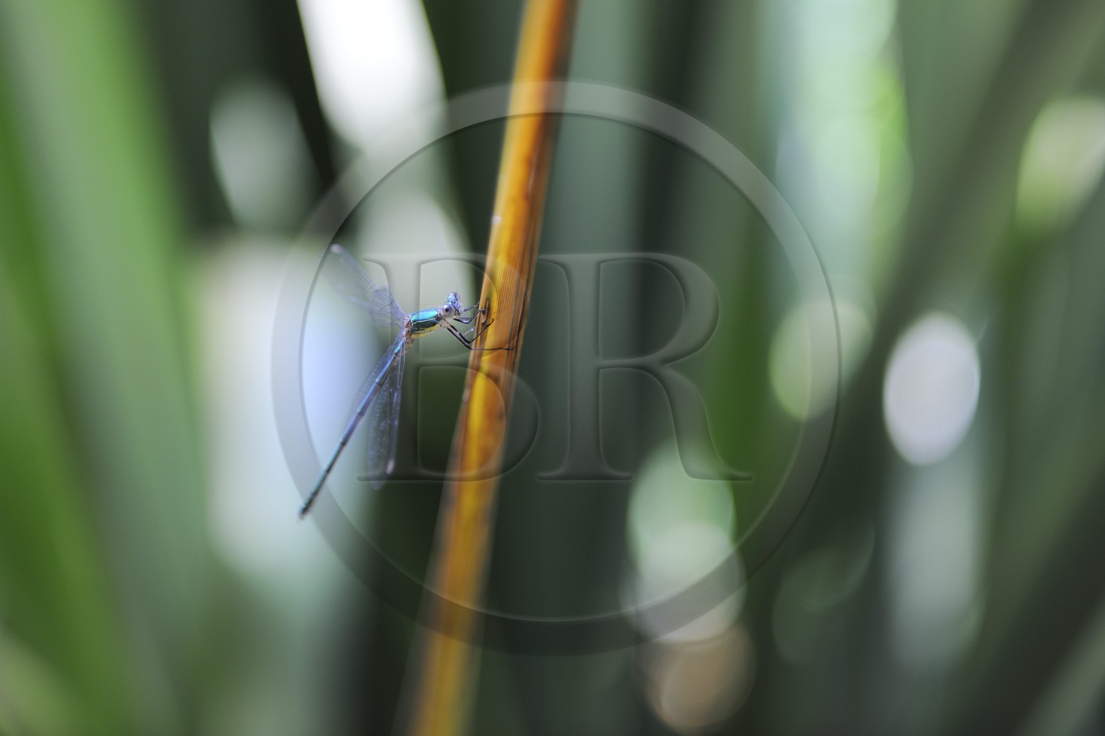 France, Var (83), Le Rayol-Canadel-sur-Mer, Domaine du Rayol, Jardin des Méditerranées, propriété du Conservatoire du Littoral, mention obligatoire, l'Agrion jouvencelle (Coenagrion puella) est une espèce de demoiselle