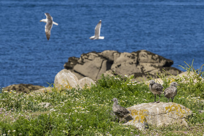 France, Finistère (29), Pays des Abers, Ile Vierge dans l'archipel de Lilia, de très nombreux goélands peuple l'île en période de nidification