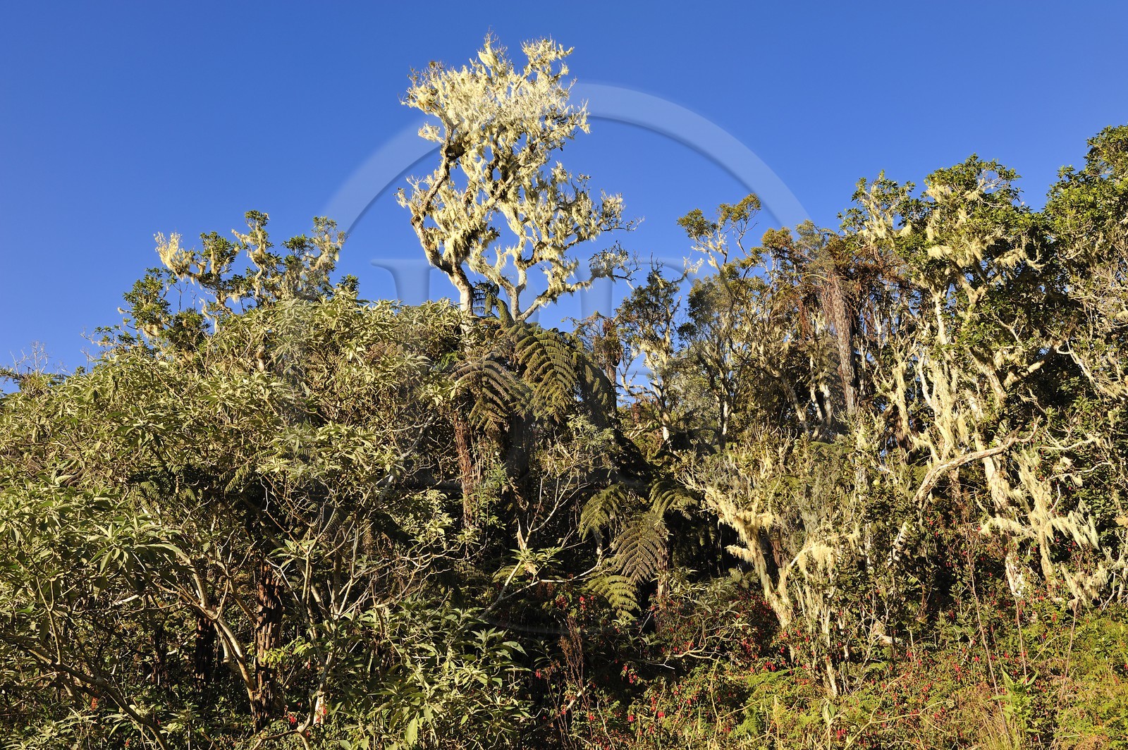 France, Reunion Island (French overseas department), Belouve forest, tamariks covered with moss and lichens