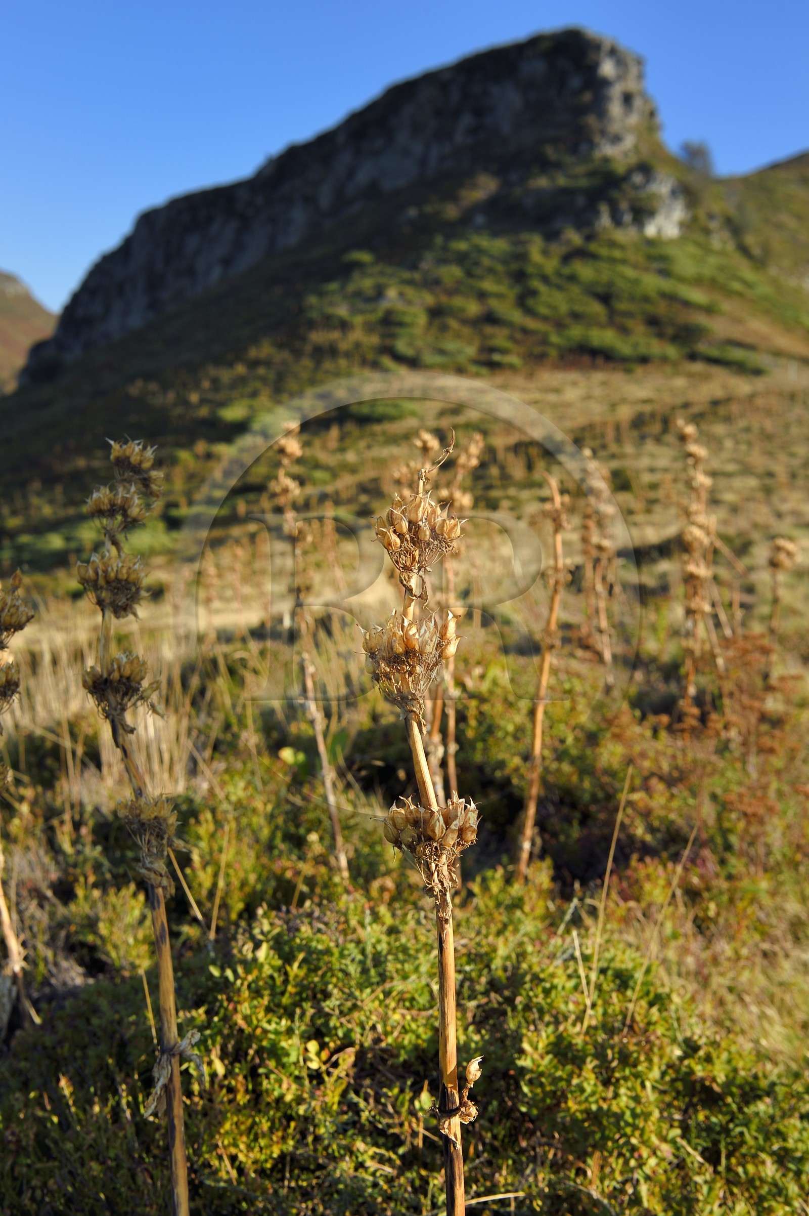 France, Cantal (15), Parc Naturel Régional des Volcans d'Auvergne, Le Lioran, gentiane au col de Cabre et le Puy Bataillouse en arrière plan