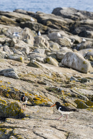 France, Finistère (29), Pays des Abers, Ile Vierge dans l'archipel de Lilia, huitrier pie (Haematopus ostralegus)