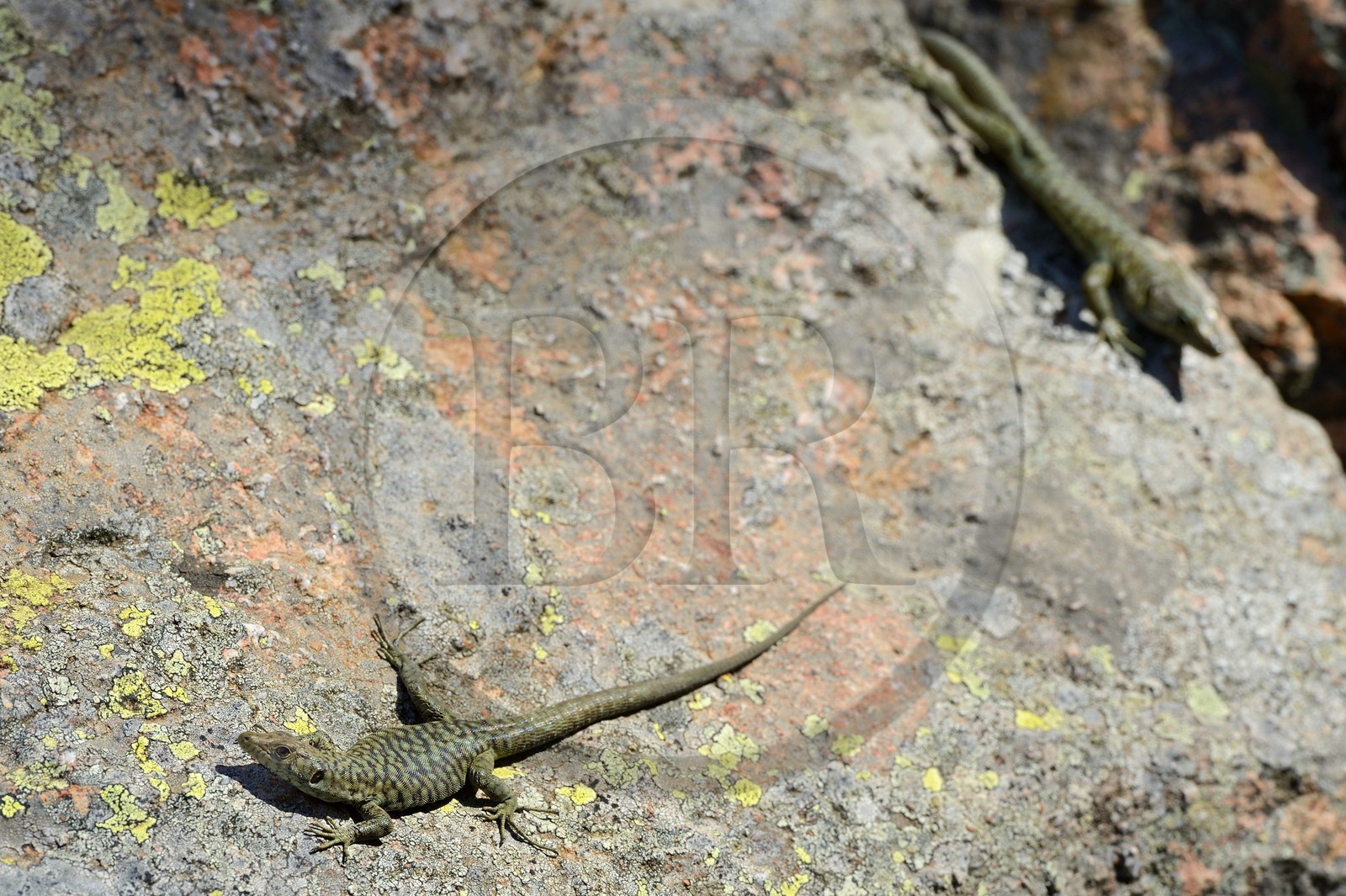 France, Corse-du-Sud (2A), Alta Rocca, Bavella, lézard endémique de Bedriaga (Archaeolacerta bedriagae)