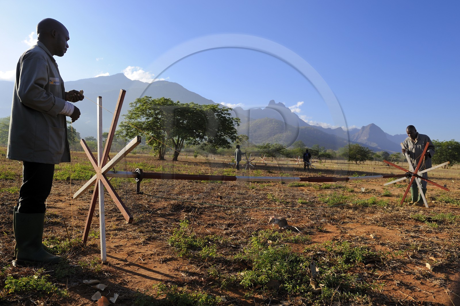 Tanzanie, université de Morogoro, centre de recherche Apopo de technologie de détection par les rats de mines anti-personnel, entrainement des rats à la détection de TNT sur le terrain
