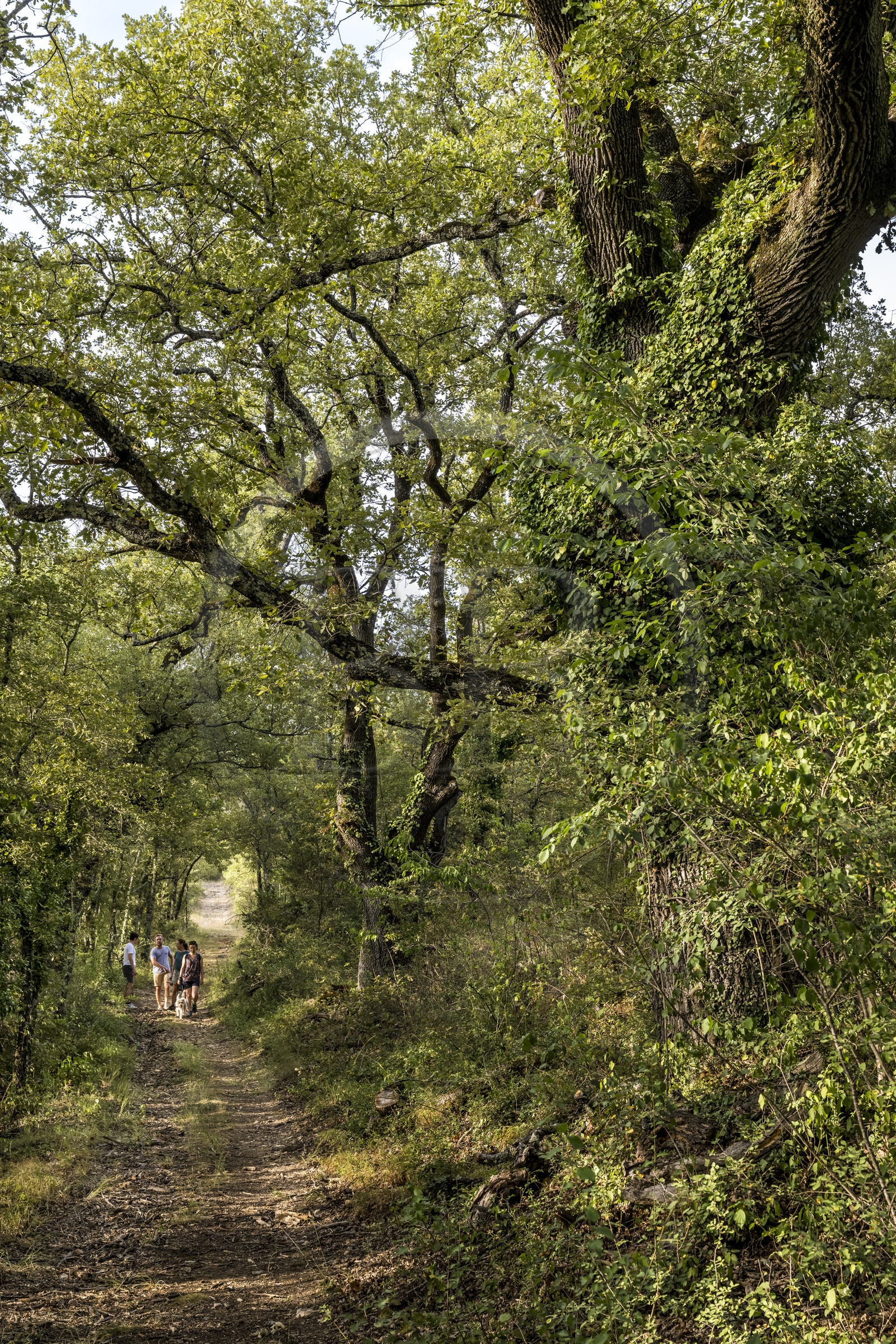 France, Var (83), Provence Verte, Bras, Académie du Bain de Forêt Provençale, forêt du domaine Le Peyrourier - une campagne en Provence